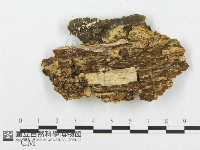 登錄號:F0017404藏品圖，第4張