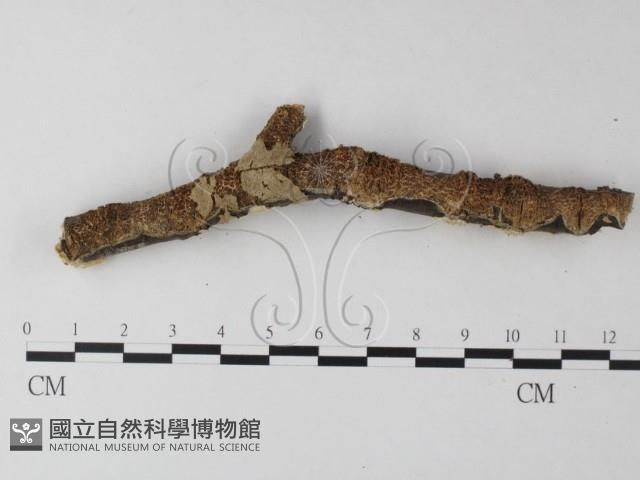 耙菌屬藏品圖，第4張