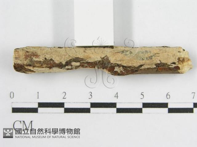 登錄號:F0010504藏品圖，第4張