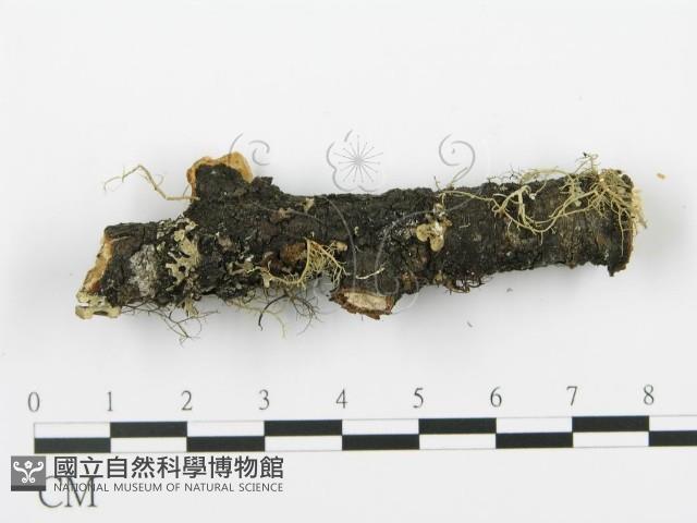 射脈菌屬藏品圖，第4張