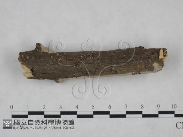 顯絲菌屬藏品圖，第4張