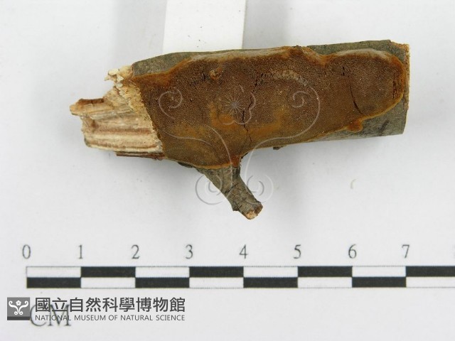 登錄號:F0003104藏品圖，第4張
