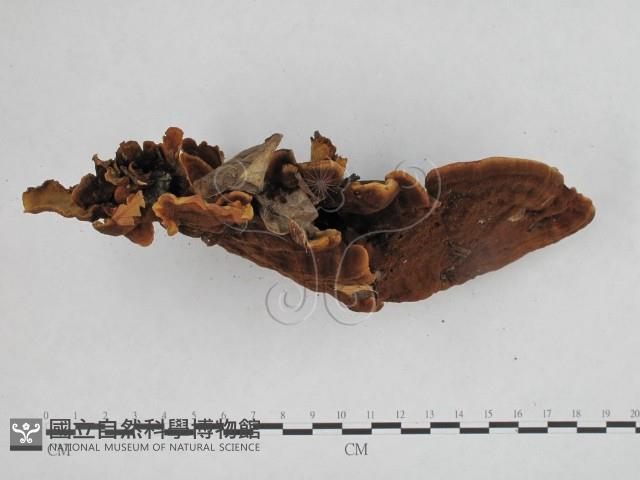 木層孔菌屬藏品圖，第4張