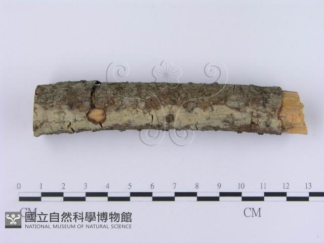 登錄號:F0003004藏品圖，第4張