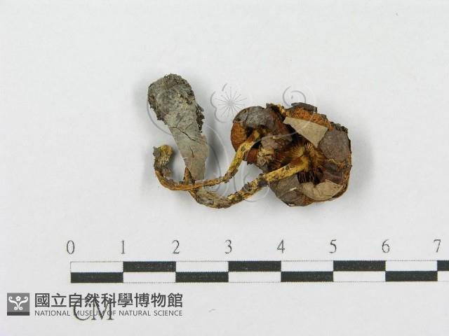 登錄號:F0002304藏品圖，第4張
