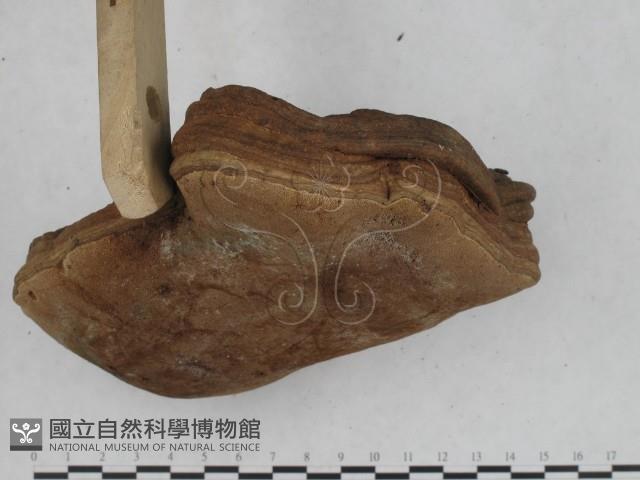 登錄號:F0015304藏品圖，第4張