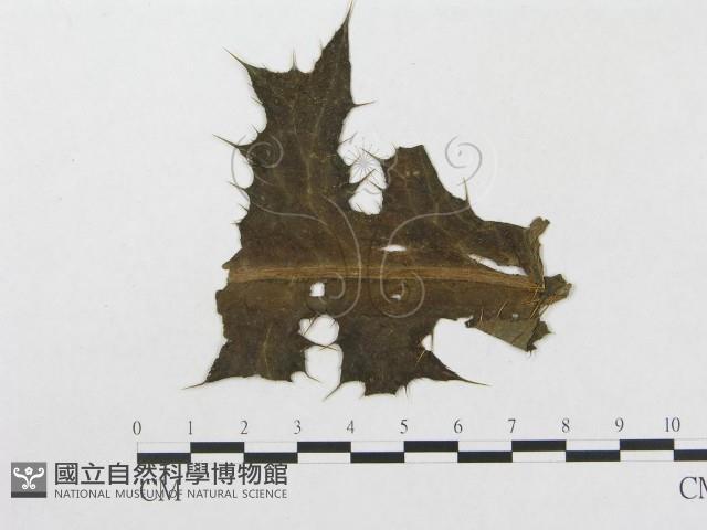 登錄號:F0019304藏品圖，第4張