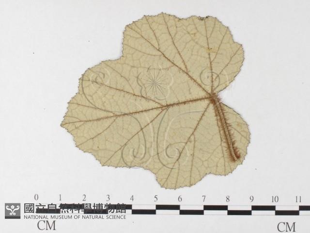 登錄號:F0026214藏品圖，第4張