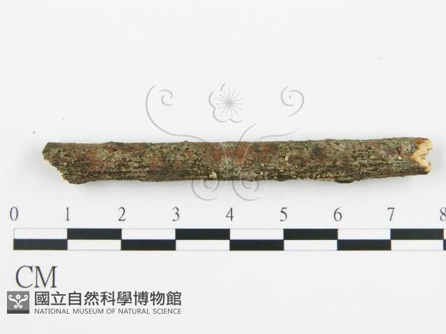 盤革菌屬藏品圖，第4張
