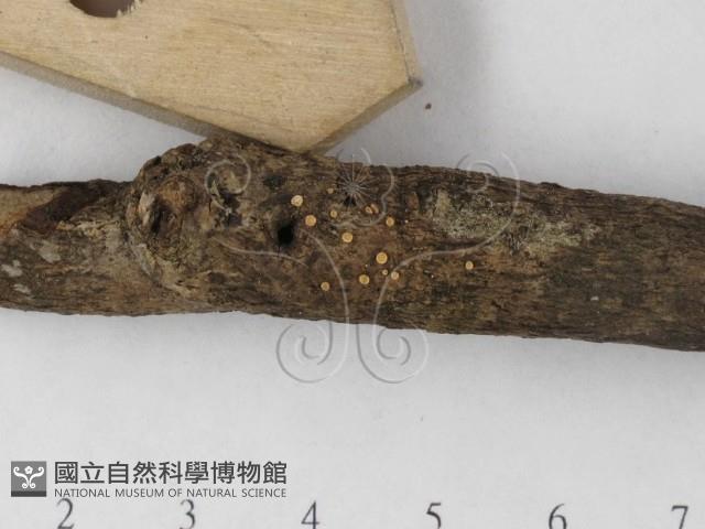 登錄號:F0023214藏品圖，第4張