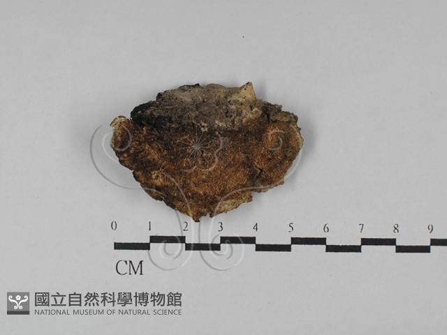 登錄號:F0028814藏品圖，第4張