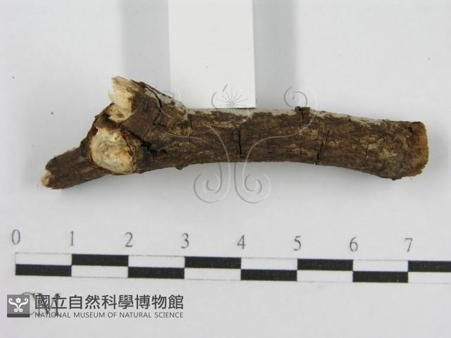 登錄號:F0012814藏品圖，第4張
