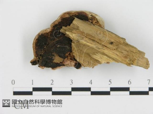 登錄號:F0019814藏品圖，第4張