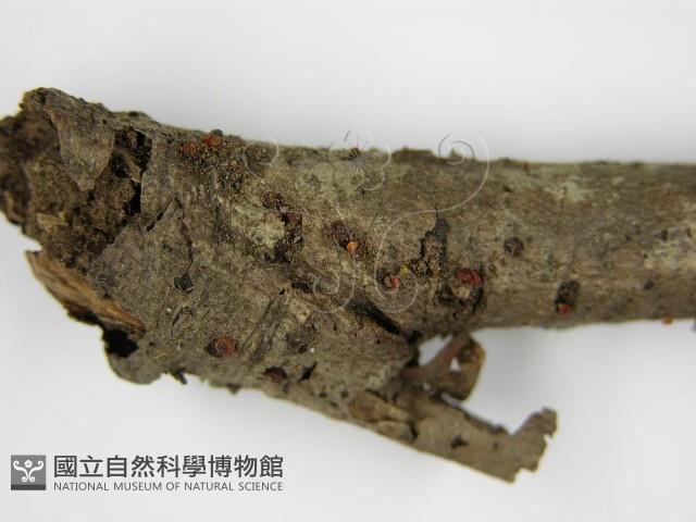 登錄號:F0013814藏品圖，第4張