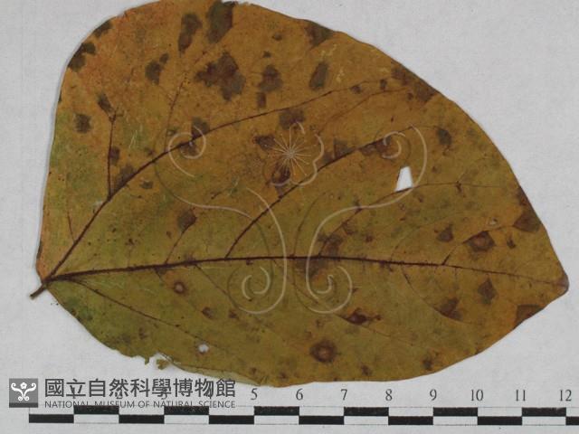 登錄號:F0027914藏品圖，第4張