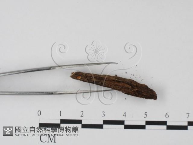 登錄號:F0013914藏品圖，第4張