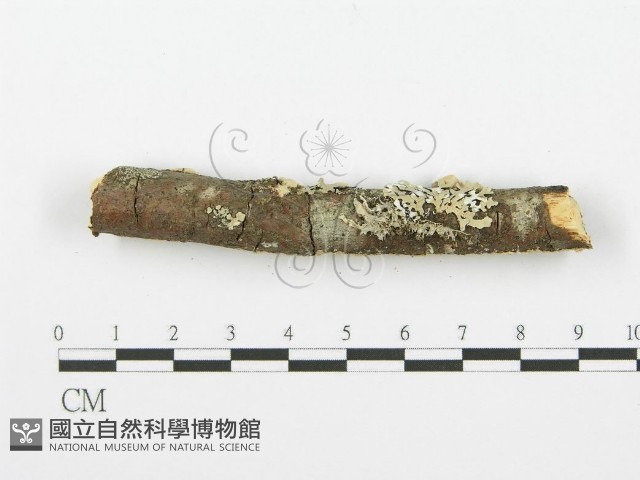 登錄號:F0001614藏品圖，第4張