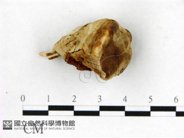 登錄號:F0017614藏品圖，第4張