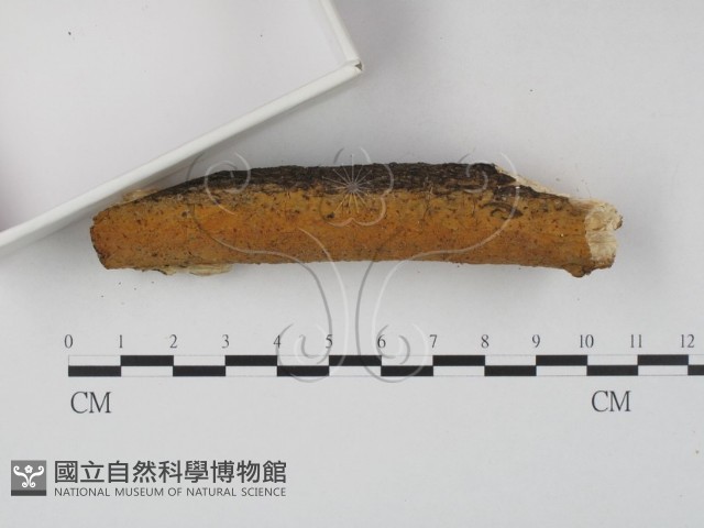 登錄號:F0023614藏品圖，第4張