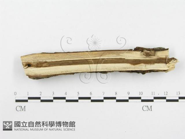 登錄號:F0020414藏品圖，第4張