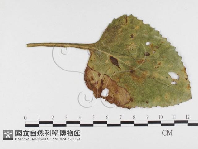 登錄號:F0026414藏品圖，第4張