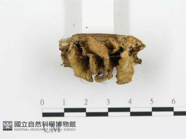 煙管菌藏品圖，第4張