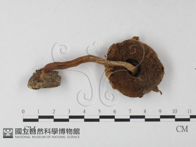 登錄號:F0004414藏品圖，第4張