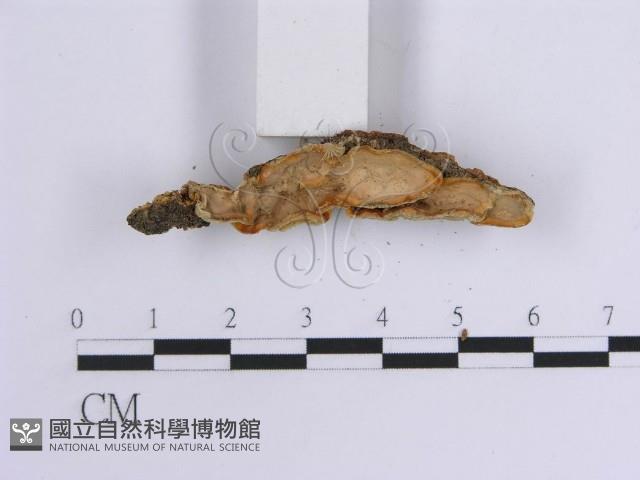 韌革菌屬藏品圖，第4張