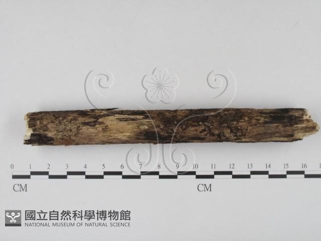 登錄號:F0007714藏品圖，第4張