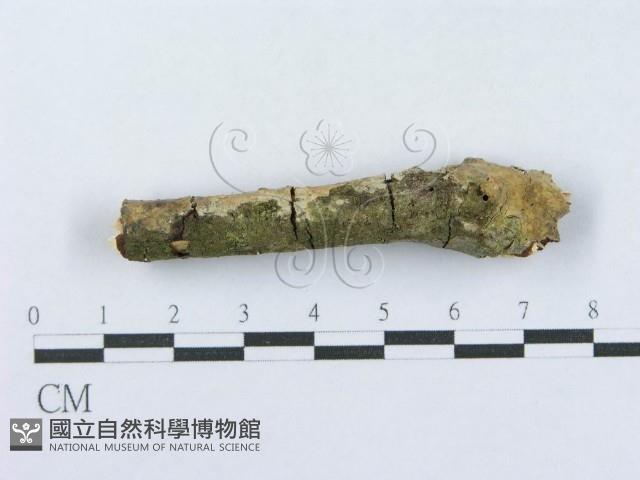 射脈菌屬藏品圖，第4張