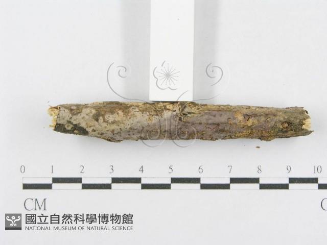 射脈菌屬藏品圖，第4張