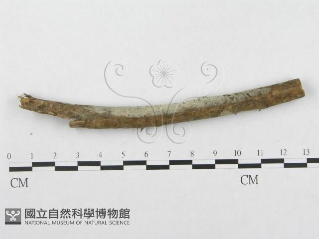 登錄號:F0000514藏品圖，第4張