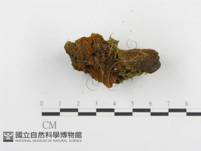 木層孔菌屬藏品圖，第4張