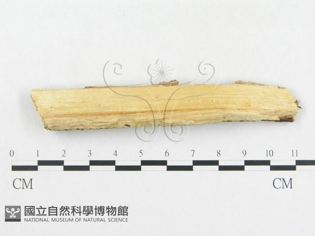 登錄號:F0004514藏品圖，第4張