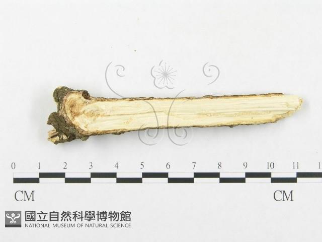 登錄號:F0002514藏品圖，第4張