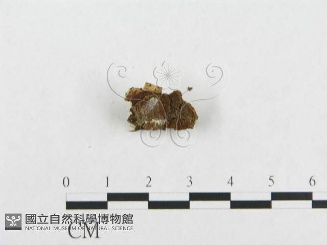登錄號:F0017514藏品圖，第4張