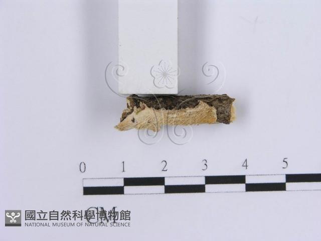 登錄號:F0015514藏品圖，第4張