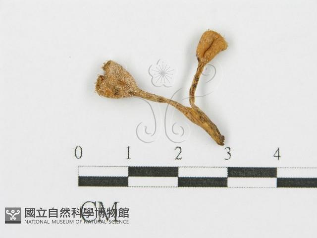 登錄號:F0001114藏品圖，第4張