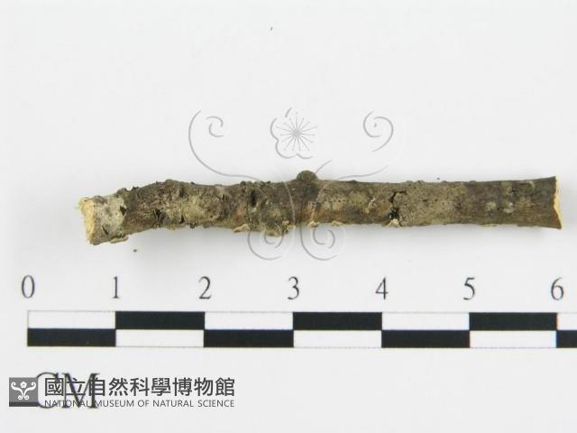 盤革菌屬藏品圖，第4張