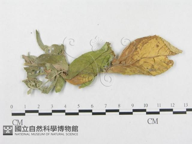 登錄號:F0019314藏品圖，第4張