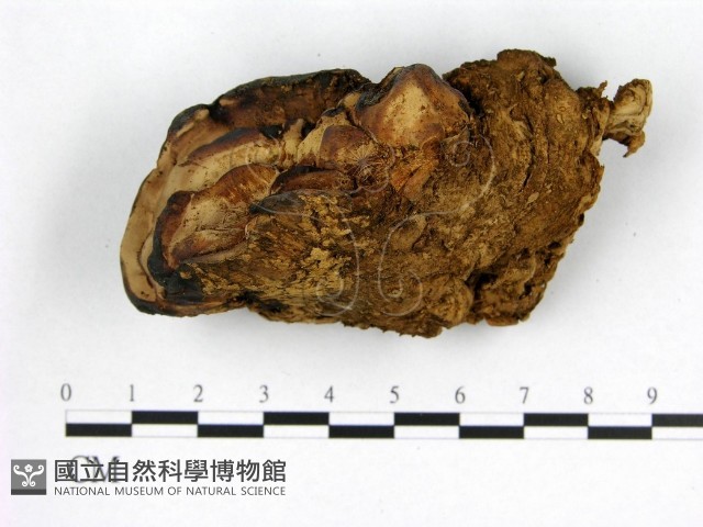 登錄號:F0003314藏品圖，第4張