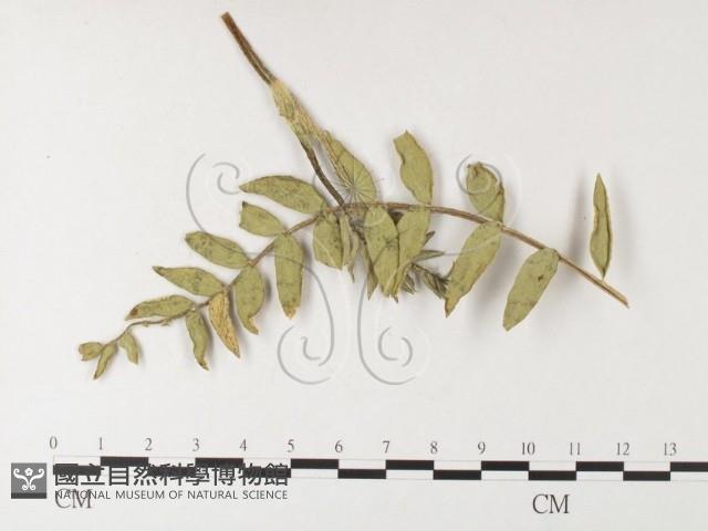 登錄號:F0026254藏品圖，第4張