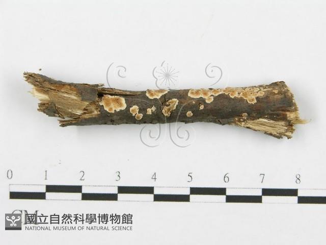 登錄號:F0015254藏品圖，第4張