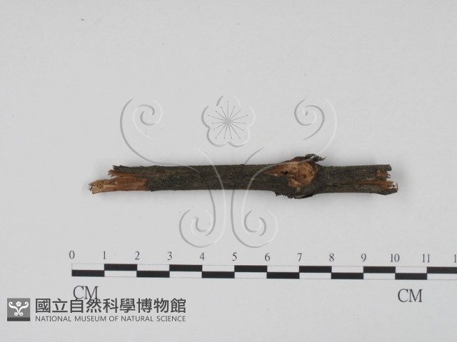 登錄號:F0013854藏品圖，第4張