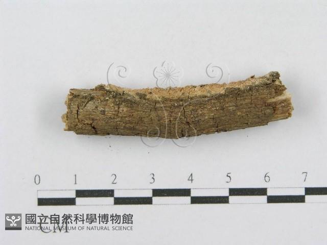 登錄號:F0014954藏品圖，第4張