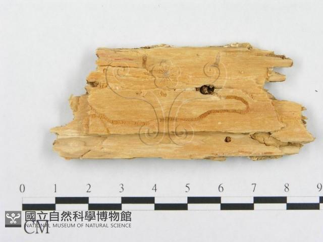 登錄號:F0019954藏品圖，第4張