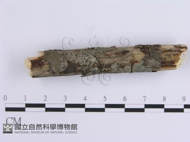 齒耳菌屬藏品圖，第4張