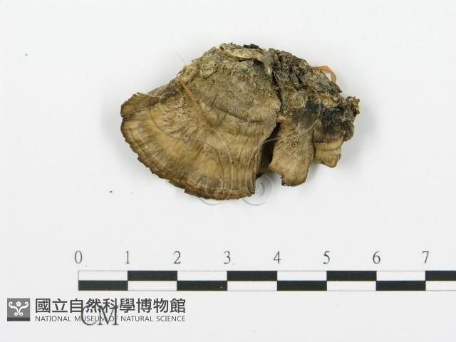 煙管菌藏品圖，第4張