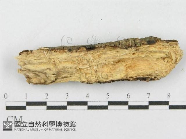 登錄號:F0003654藏品圖，第4張