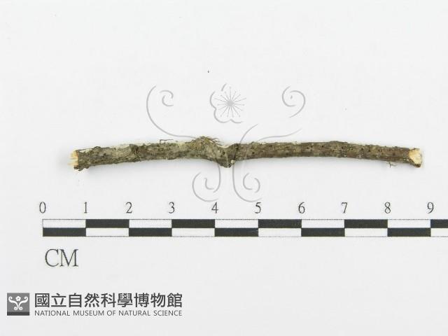 登錄號:F0013654藏品圖，第4張